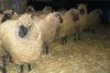 Yearling ewes waiting to be shorn